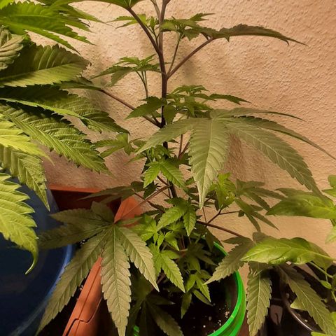 Mehrere Oreoz Pflanzen und Zyklen  growlog timeline photo