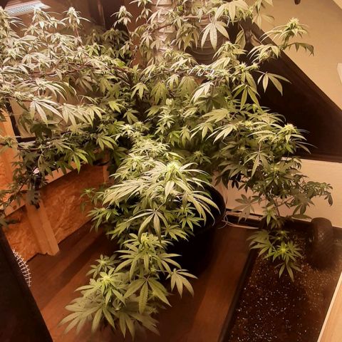 Mehrere Oreoz Pflanzen und Zyklen  growlog timeline photo