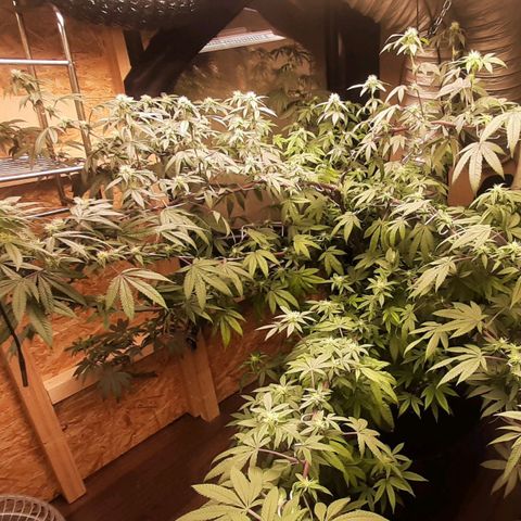 Mehrere Oreoz Pflanzen und Zyklen  growlog timeline photo