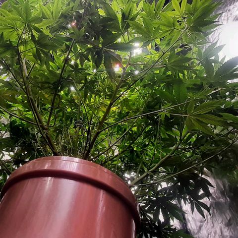 Think Tank growlog timeline photo