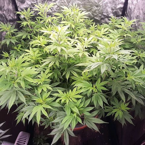 Think Tank growlog timeline photo