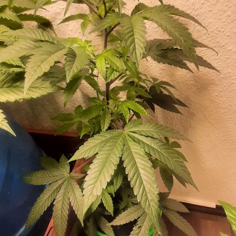 Mehrere Oreoz Pflanzen und Zyklen  growlog timeline photo