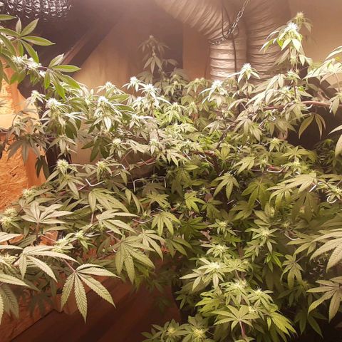 Mehrere Oreoz Pflanzen und Zyklen  growlog timeline photo