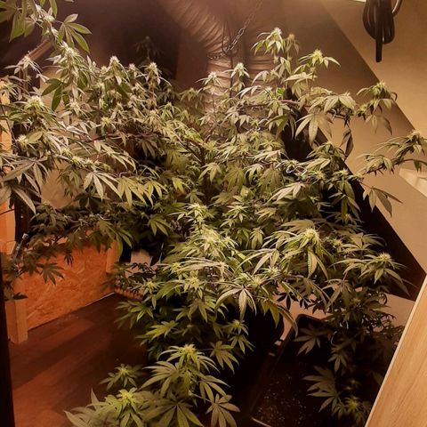 Mehrere Oreoz Pflanzen und Zyklen  growlog timeline photo