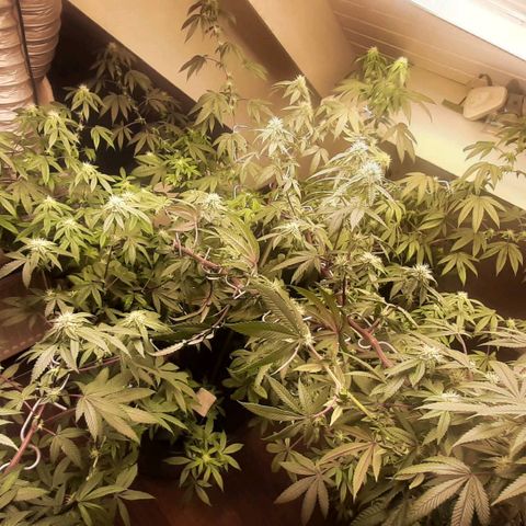 Mehrere Oreoz Pflanzen und Zyklen  growlog timeline photo