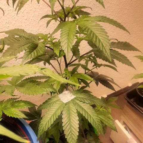 Mehrere Oreoz Pflanzen und Zyklen  growlog timeline photo