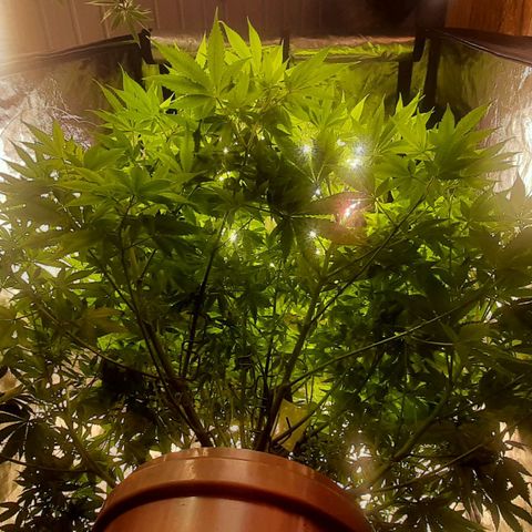 Think Tank growlog timeline photo