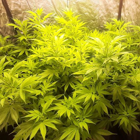 Think Tank growlog timeline photo