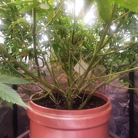 Think Tank growlog timeline photo