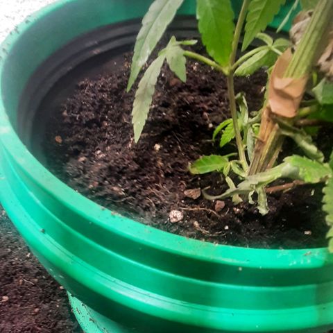 Mehrere Oreoz Pflanzen und Zyklen  growlog photo: Den Steckling habe ich jetzt in den Endgültigen Topf umgetopft und wenn die gute wieder in die Blüte geschickt wird kommt sie wieder in den untertopf um ihr Wurzelwerk weiter ausweiten zu können. 