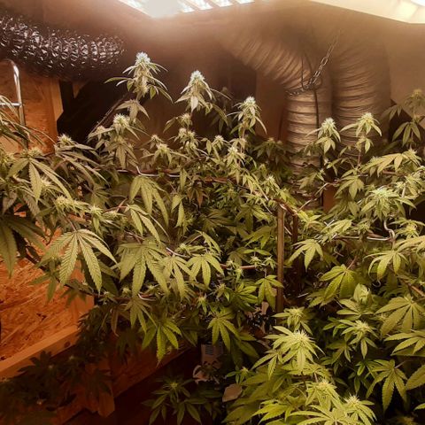 Mehrere Oreoz Pflanzen und Zyklen  growlog photo: Den Steckling habe ich jetzt in den Endgültigen Topf umgetopft und wenn die gute wieder in die Blüte geschickt wird kommt sie wieder in den untertopf um ihr Wurzelwerk weiter ausweiten zu können. 