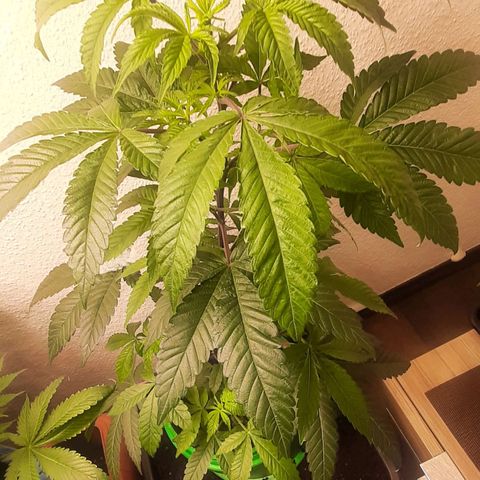 Mehrere Oreoz Pflanzen und Zyklen  growlog photo: Den Steckling habe ich jetzt in den Endgültigen Topf umgetopft und wenn die gute wieder in die Blüte geschickt wird kommt sie wieder in den untertopf um ihr Wurzelwerk weiter ausweiten zu können. 