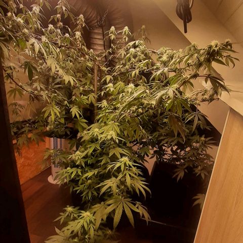 Mehrere Oreoz Pflanzen und Zyklen  growlog photo: Den Steckling habe ich jetzt in den Endgültigen Topf umgetopft und wenn die gute wieder in die Blüte geschickt wird kommt sie wieder in den untertopf um ihr Wurzelwerk weiter ausweiten zu können. 