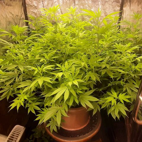 Think Tank growlog timeline photo