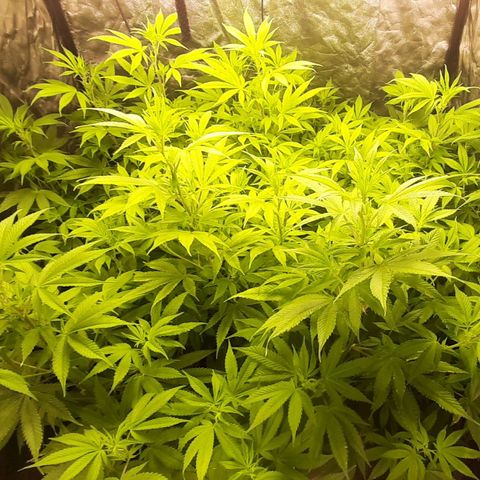 Think Tank growlog timeline photo