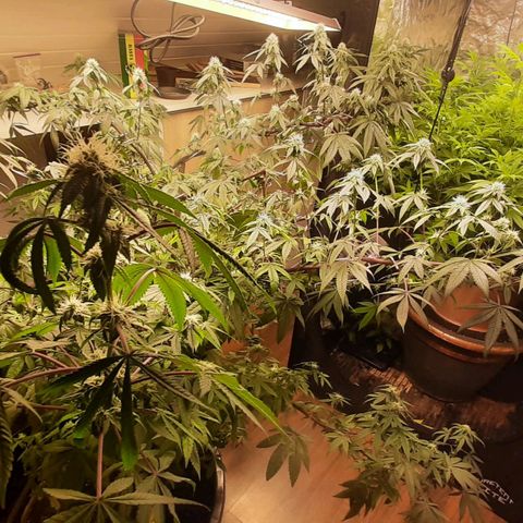 Mehrere Oreoz Pflanzen und Zyklen  growlog timeline photo