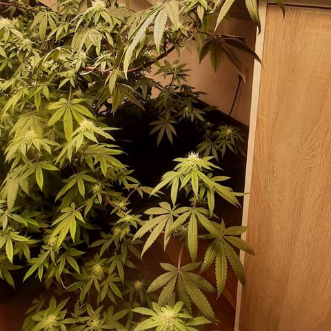 Mehrere Oreoz Pflanzen und Zyklen  growlog timeline photo