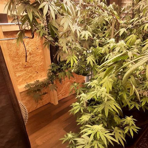 Mehrere Oreoz Pflanzen und Zyklen  growlog timeline photo