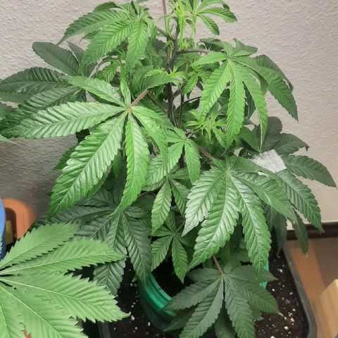 Mehrere Oreoz Pflanzen und Zyklen  growlog timeline photo