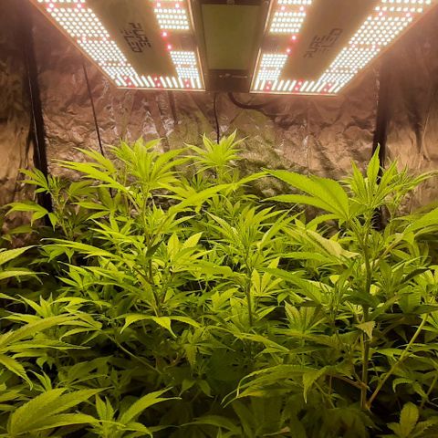 Think Tank growlog timeline photo