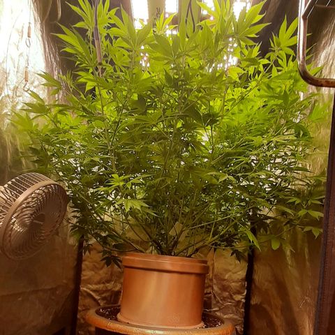 Think Tank growlog timeline photo