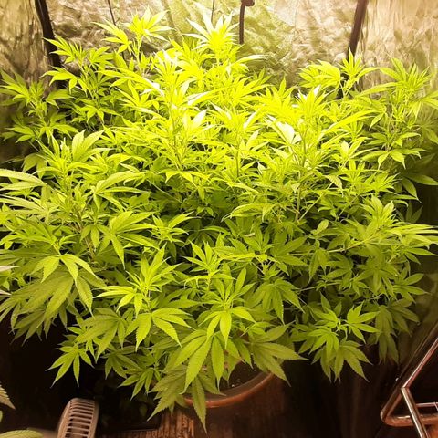 Think Tank growlog timeline photo