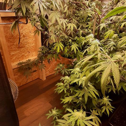 Mehrere Oreoz Pflanzen und Zyklen  growlog timeline photo