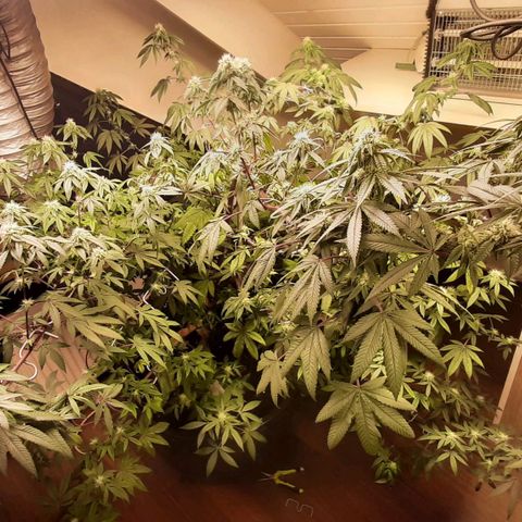 Mehrere Oreoz Pflanzen und Zyklen  growlog timeline photo