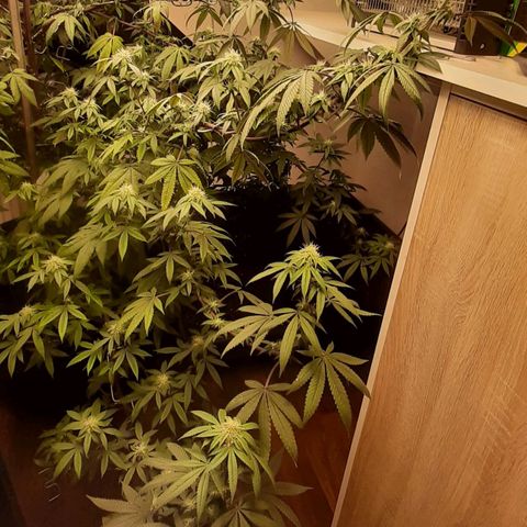 Mehrere Oreoz Pflanzen und Zyklen  growlog timeline photo