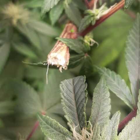 Mehrere Oreoz Pflanzen und Zyklen  growlog photo: Leider ist ein Ast abgebrochen.