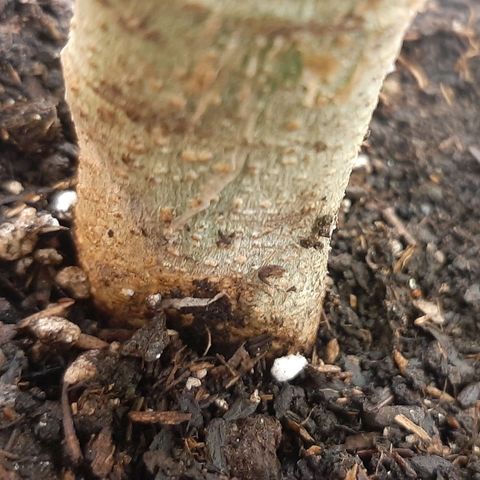 Mehrere Oreoz Pflanzen und Zyklen  growlog photo: Der Stamm zeigt unten leichte Fäulnis Anzeichen, nicht gut jetzt muss ich aufpassen und vorsichtiger bewässern, schlecht wo ich grade Nematoden Eingesetzt habe. 