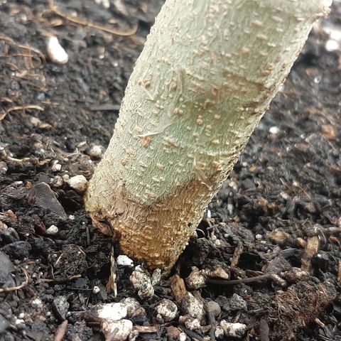 Mehrere Oreoz Pflanzen und Zyklen  growlog photo: Der Stamm zeigt unten leichte Fäulnis Anzeichen, nicht gut jetzt muss ich aufpassen und vorsichtiger bewässern, schlecht wo ich grade Nematoden Eingesetzt habe. 