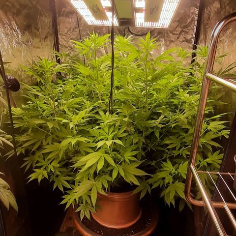 Think Tank growlog timeline photo