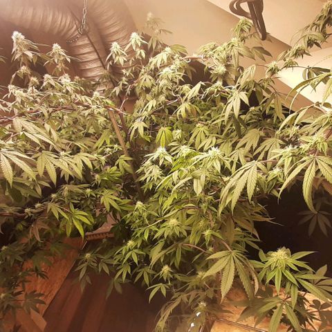 Mehrere Oreoz Pflanzen und Zyklen  growlog timeline photo