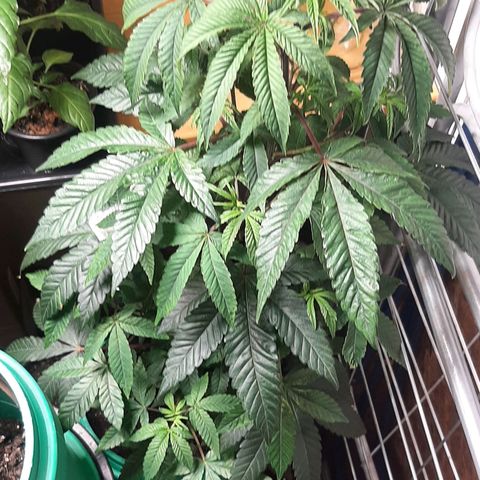 Mehrere Oreoz Pflanzen und Zyklen  growlog timeline photo