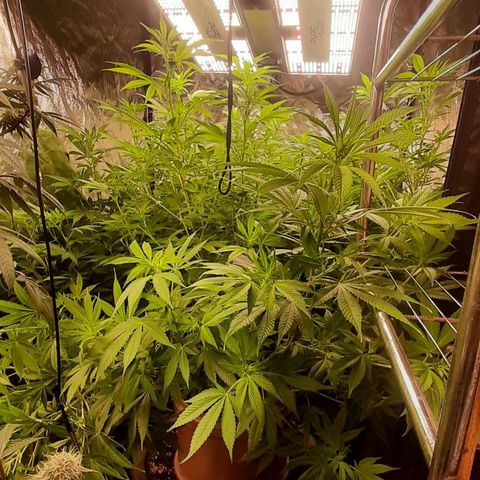 Think Tank growlog timeline photo