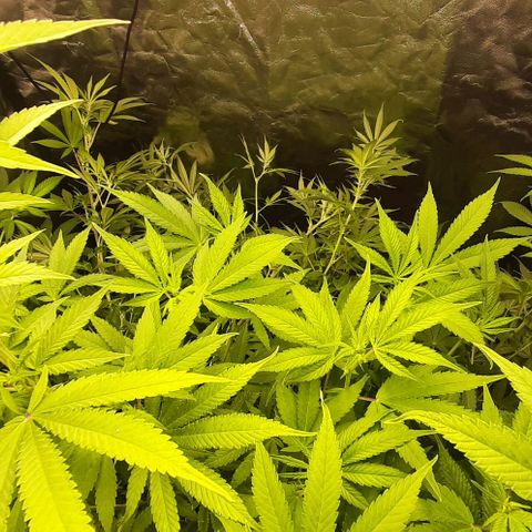 Think Tank growlog timeline photo