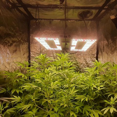 Think Tank growlog timeline photo