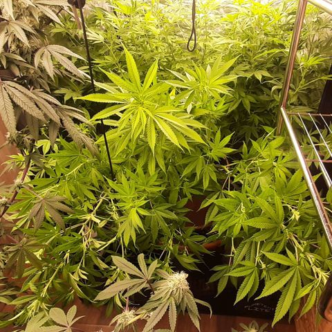 Think Tank growlog timeline photo