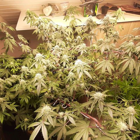 Mehrere Oreoz Pflanzen und Zyklen  growlog timeline photo