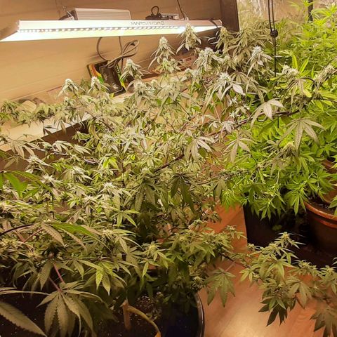 Mehrere Oreoz Pflanzen und Zyklen  growlog timeline photo