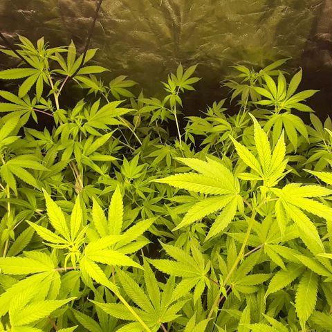 Think Tank growlog timeline photo