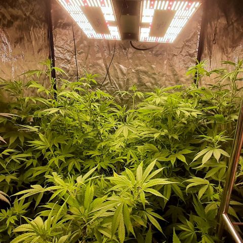 Think Tank growlog timeline photo