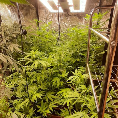 Think Tank growlog timeline photo