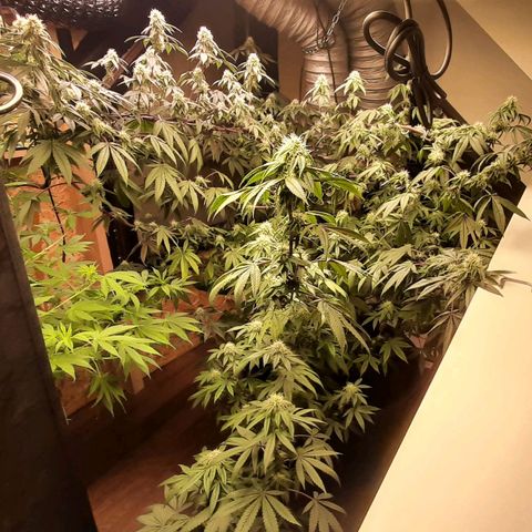 Mehrere Oreoz Pflanzen und Zyklen  growlog timeline photo