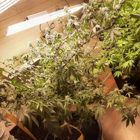 Mehrere Oreoz Pflanzen und Zyklen  growlog timeline photo