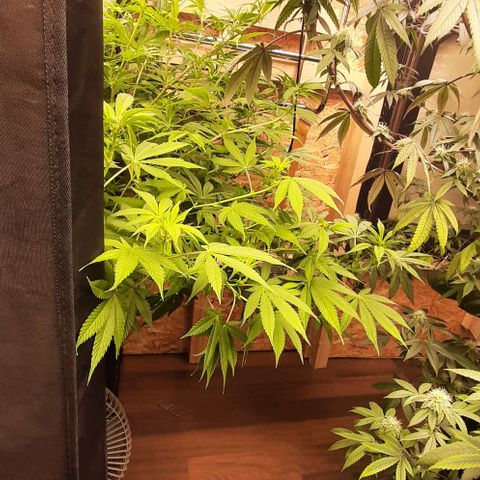 Think Tank growlog timeline photo