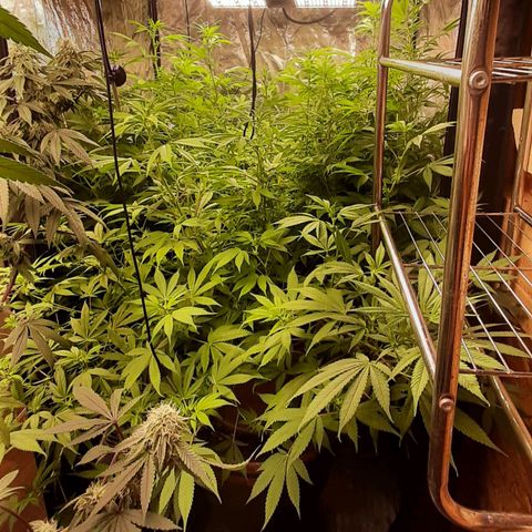 Think Tank growlog timeline photo