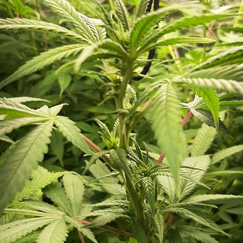 Think Tank growlog timeline photo