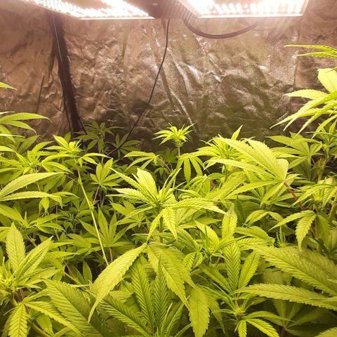 Think Tank growlog timeline photo